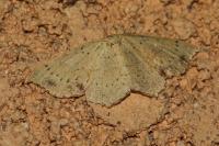 Cyclophora punctaria
