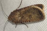 Agrotis segetum