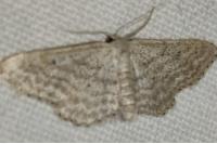 Idaea seriata