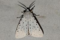 Spilosoma lubricipeda