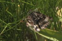 Heliothis ononis