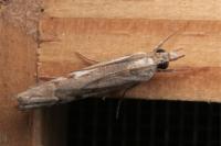 Agriphila geniculea