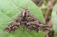Diasemia reticularis