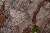 Graphiphora augur