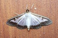 Cydalima perspectalis