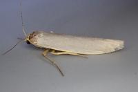 Manulea palliatella