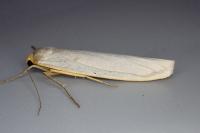 Manulea palliatella