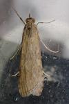 Nomophila noctuella