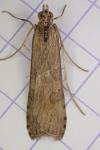 Nomophila noctuella