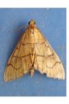 Anania verbascalis