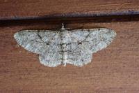 Peribatodes rhomboidaria rhomboidaria