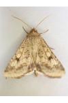 Helicoverpa armigera
