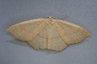 Cyclophora linearia
