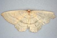 Cyclophora linearia