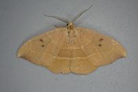Watsonalla binaria