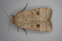 Noctua interposita