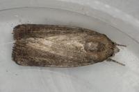 Proxenus hospes