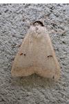 Lygephila craccae