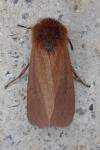 Phragmatobia fuliginosa
