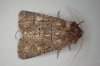 Tholera cespitis