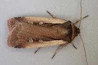 Ochropleura plecta