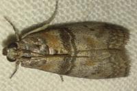 Sciota rhenella