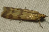 Homoeosoma sinuella