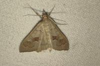 Mecyna asinalis