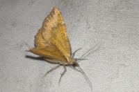 Camptogramma bilineata