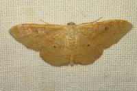 Idaea rubraria