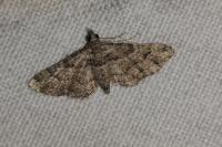 Gymnoscelis rufifasciata