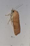 Noctua fimbriata