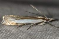 Crambus pascuella