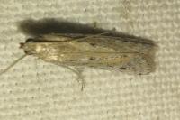 Phycitodes binaevella
