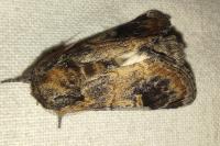 Notodonta tritophus