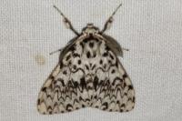 Lymantria monacha