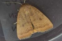 Noctua interjecta