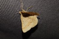 Isturgia murinaria