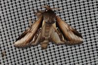 Pheosia gnoma