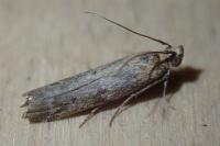 Delplanqueia dilutella