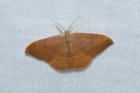 Watsonalla binaria