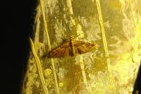 Gymnoscelis rufifasciata