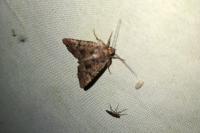 Mesapamea secalella/secalis