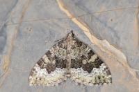 Colostygia olivata