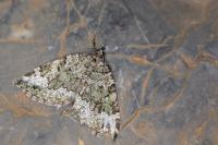 Colostygia olivata