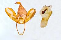 Eilema caniola