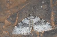 Entephria cyanata cyanata