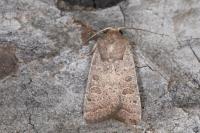 Hoplodrina ambigua