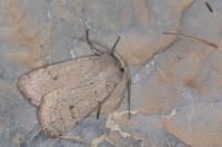 Xestia castanea