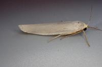 Eilema caniola